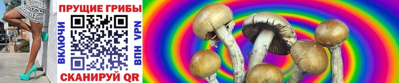 Псилоцибиновые грибы Psilocybine cubensis  Курчалой 